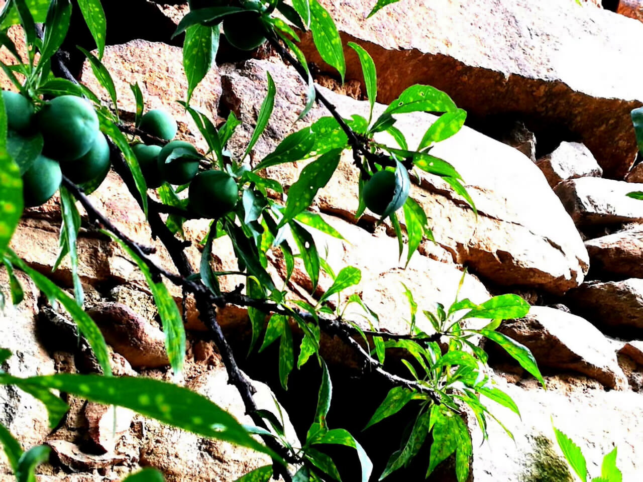 大理茶馬古道團(tuán)建鳳陽(yáng)邑古村落