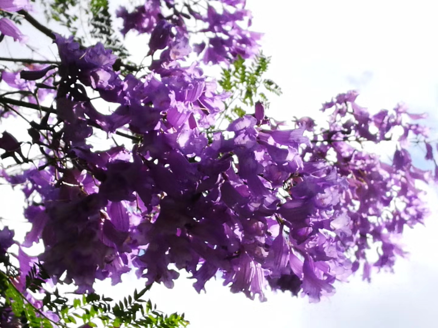 大理茶馬古道團(tuán)建鳳陽(yáng)邑古村落