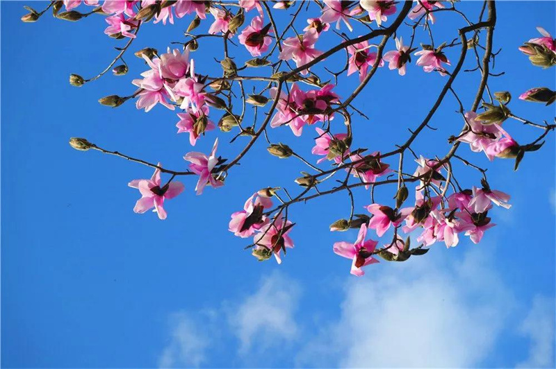 又是被驚艷的一天！云龍縣漕澗林場(chǎng)生物多樣性大賞