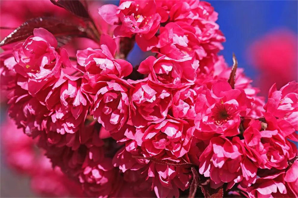 大理旅游,大理冬天的櫻花和我，都很想念你！