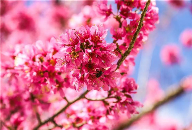 大理傳媒公司：南澗無量，秘境花鄉(xiāng)——神仙姐姐居住的地方！