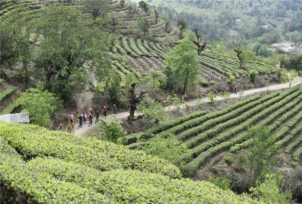 大理傳媒公司：【創(chuàng)意大理】鄉(xiāng)村秘境！大理永平藏著一個天際茶園