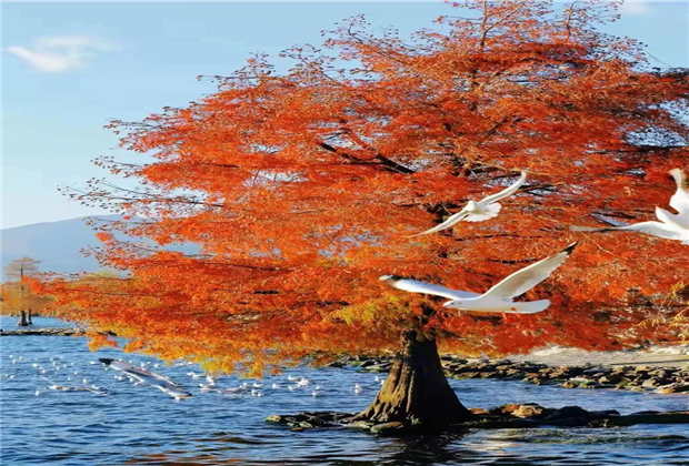 大理傳媒公司：【美麗大理】冬天的洱海生態(tài)廊道，美出新高度