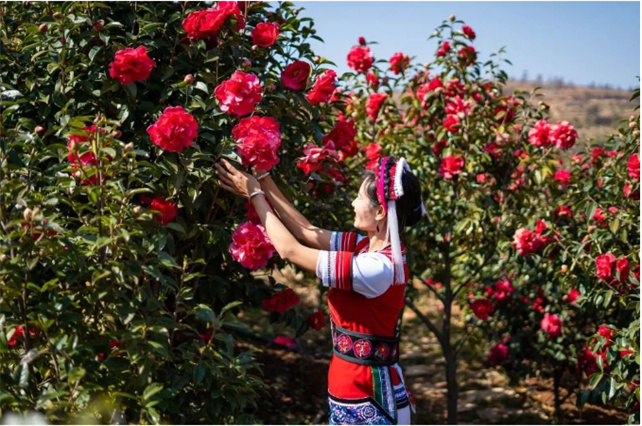節(jié)后游大理，春暖花開賞花去！