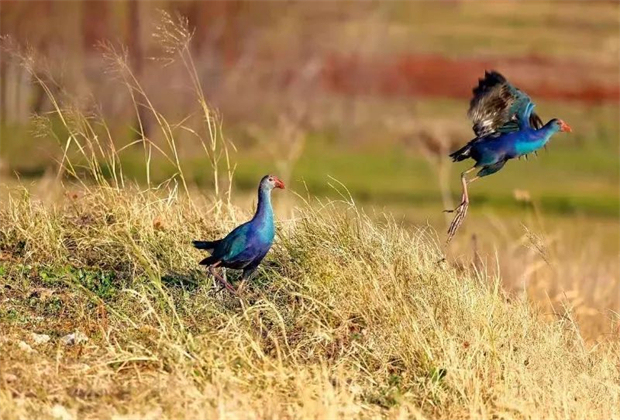 大理定制旅游：這些人少景美的旅行地，很難不令人心動
