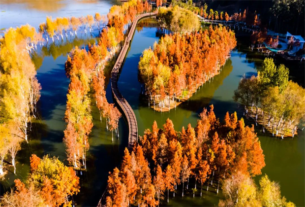 大理會議旅游：【冬游大理】去看層林盡染的水杉吧！