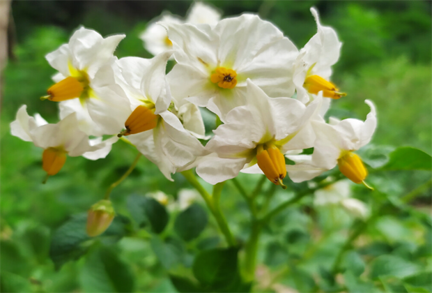 舍不得公開！大理八月的洋芋花海好漂亮