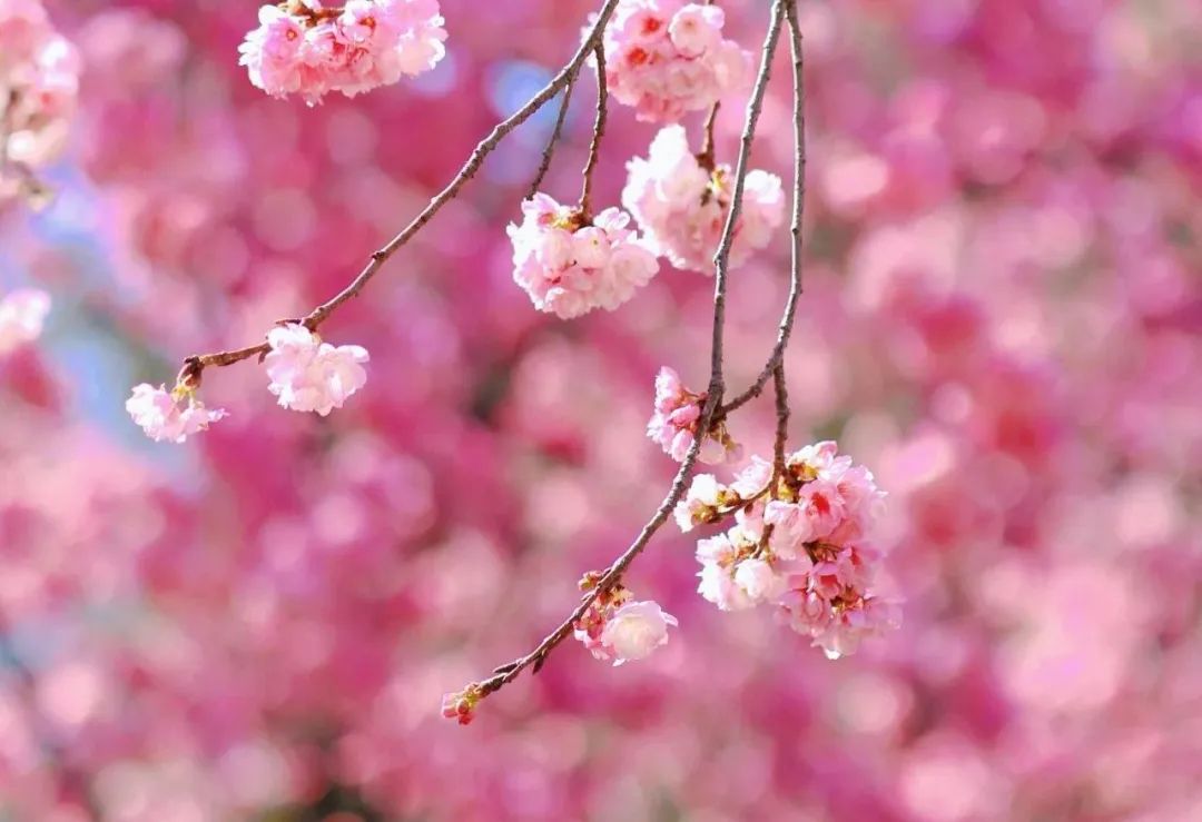 云南旅游,云南旅行社,云南團建公司：賞櫻正當時！大理大學(xué)校園開放日等你來