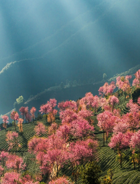 云南旅游,云南旅行社,云南團建公司,云南策劃公司,云南會議會展,大理旅游,大理旅行社,大理團建公司,大理會議會展：無量山冬櫻花開了！