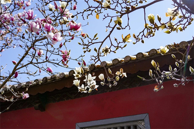 云南旅游,云南旅行社,云南團建公司,云南策劃公司,大理旅游,大理旅行社,大理團建公司,大理策劃公司：春天丨去大理賞花！